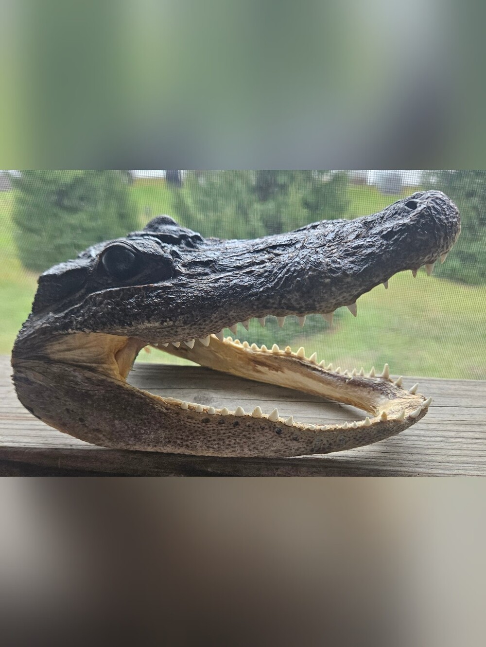 Genuine Taxidermy Alligator Head